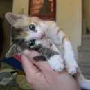 mix cat