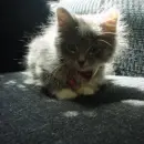 grey cat