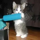 grey cat