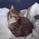 grey cat