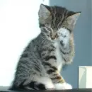 grey cat