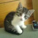 grey cat