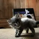 grey cat
