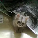 grey cat