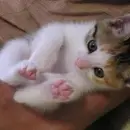 mix cat