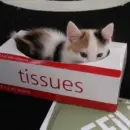 mix cat