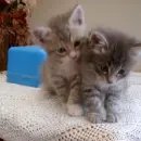 2 grey cats