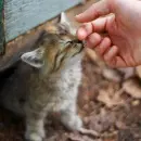 mix cat