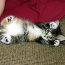 mix cat