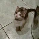 grey cat