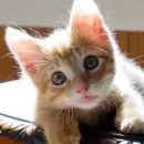 orange cat