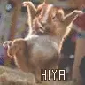 hiya