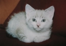 Little cats