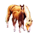 mare and foal