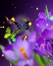 purple crocus