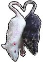 Rat Love