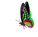 butterfly