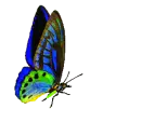 butterfly