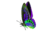 butterfly