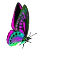 butterfly