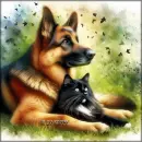German shepherd and cat
