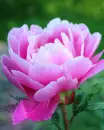 pink flower