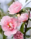 pink flowers