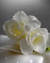 white flowers
