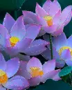 pink flowers