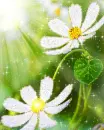 white flowers