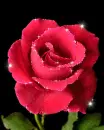 red rose