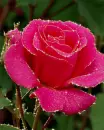 pink rose