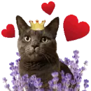 cat love