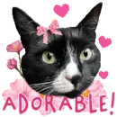 adorable