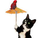 get off my umbrella