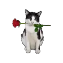 a rose for you