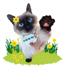 hi 