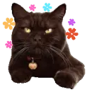 cat