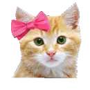 cute kitty