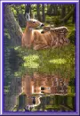 mama deer and fawn