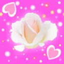 rose and hearts