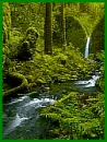 creek in the forest