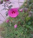 Hibiscus