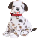 Bo the dalmation