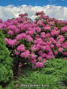 Beautiful Pink Flower Tree