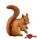 squirrel eating berries