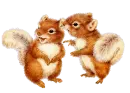 cute squirrels