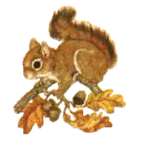 squirrel