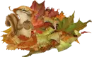 chipmunk in the leaves