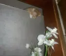 my cat